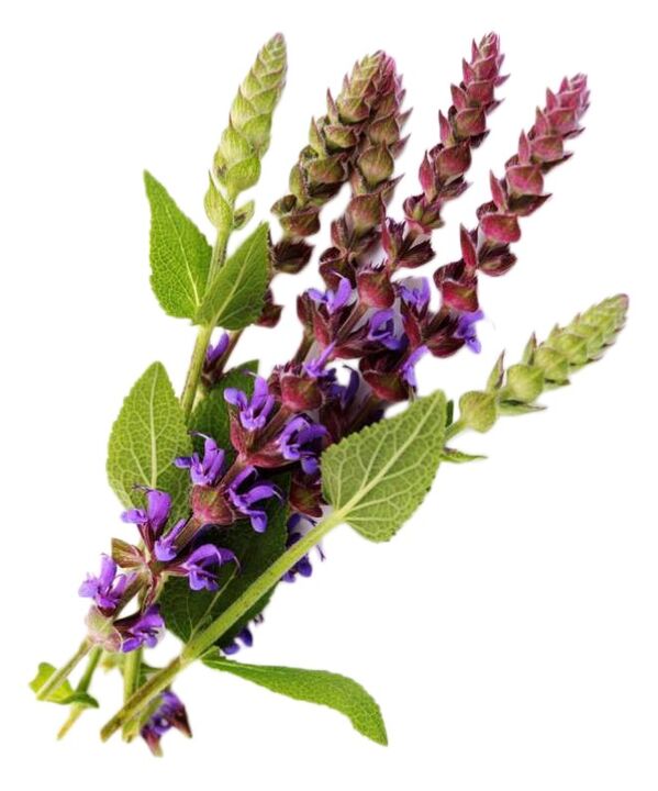 Sage Extract kot del Gigant gela